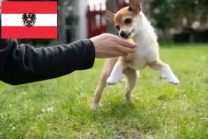 Read more about the article Norwegischer Lundehund Züchter und Welpen in Österreich