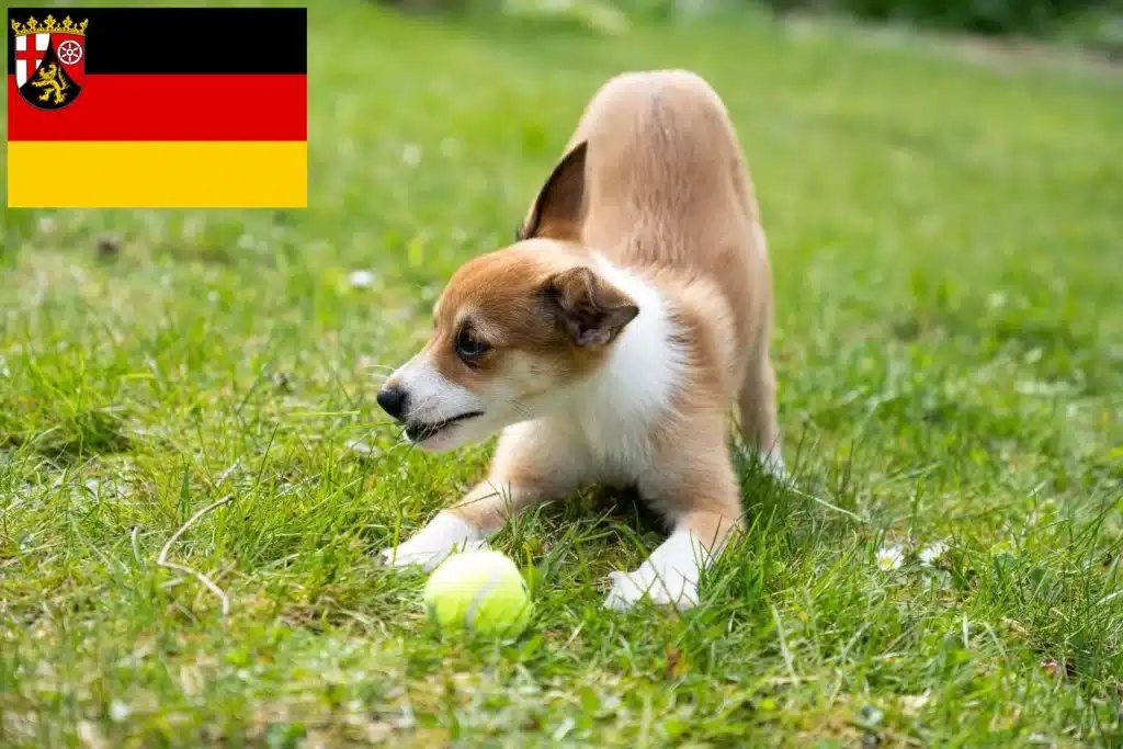 Norwegischer Lundehund Züchter und Welpen in RheinlandPfalz DogWeb