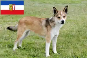 Read more about the article Norwegischer Lundehund Züchter und Welpen in Schleswig-Holstein