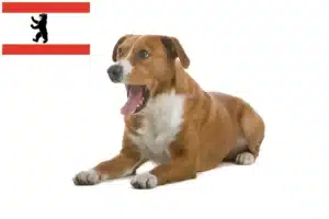 Mehr über den Artikel erfahren Österreichischer Pinscher Züchter und Welpen in Berlin