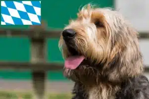 Read more about the article Otterhund Züchter und Welpen in Bayern