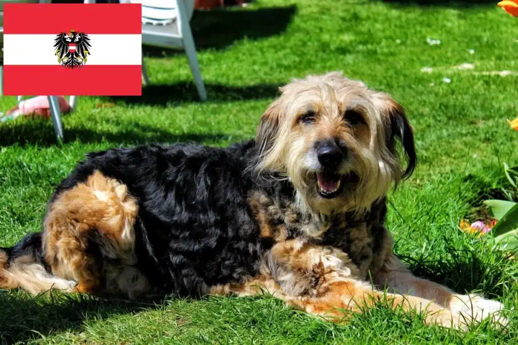 Otterhund Züchter mit Welpen Österreich