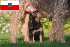 Read more about the article Otterhund Züchter und Welpen in Thüringen