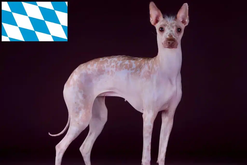 Peruanischer Nackthund Züchter mit Welpen Bayern