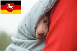 Read more about the article Peruanischer Nackthund Züchter und Welpen in Niedersachsen