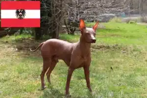 Read more about the article Peruanischer Nackthund Züchter und Welpen in Österreich