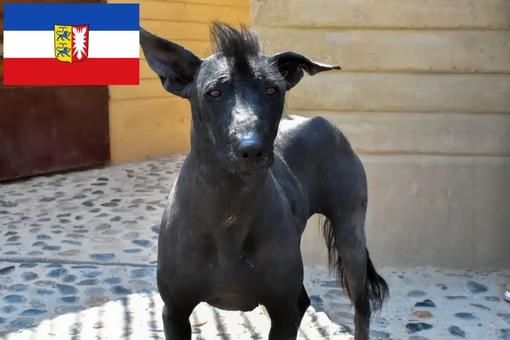 Peruanischer Nackthund Züchter mit Welpen Schleswig-Holstein