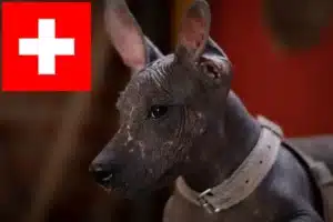 Read more about the article Peruanischer Nackthund Züchter und Welpen in der Schweiz
