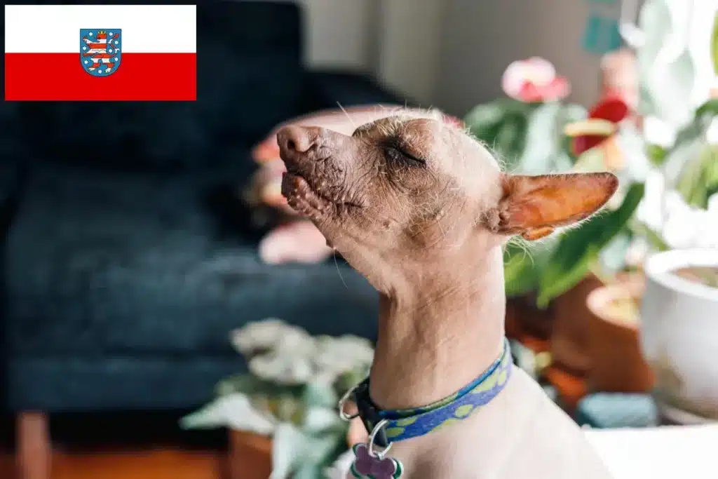 Peruanischer Nackthund Züchter mit Welpen Thüringen