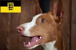 Read more about the article Podenco Züchter und Welpen in Baden-Württemberg