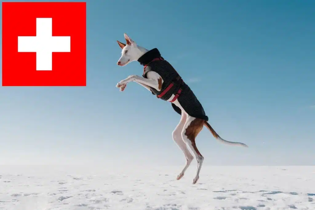 Podenco Züchter mit Welpen Schweiz