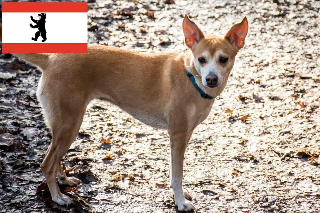 Podengo Portugues Züchter mit Welpen Berlin