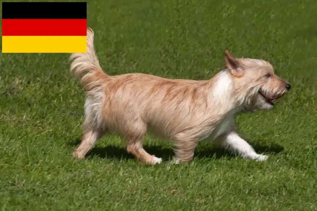 Podengo Portugues Züchter mit Welpen Deutschland
