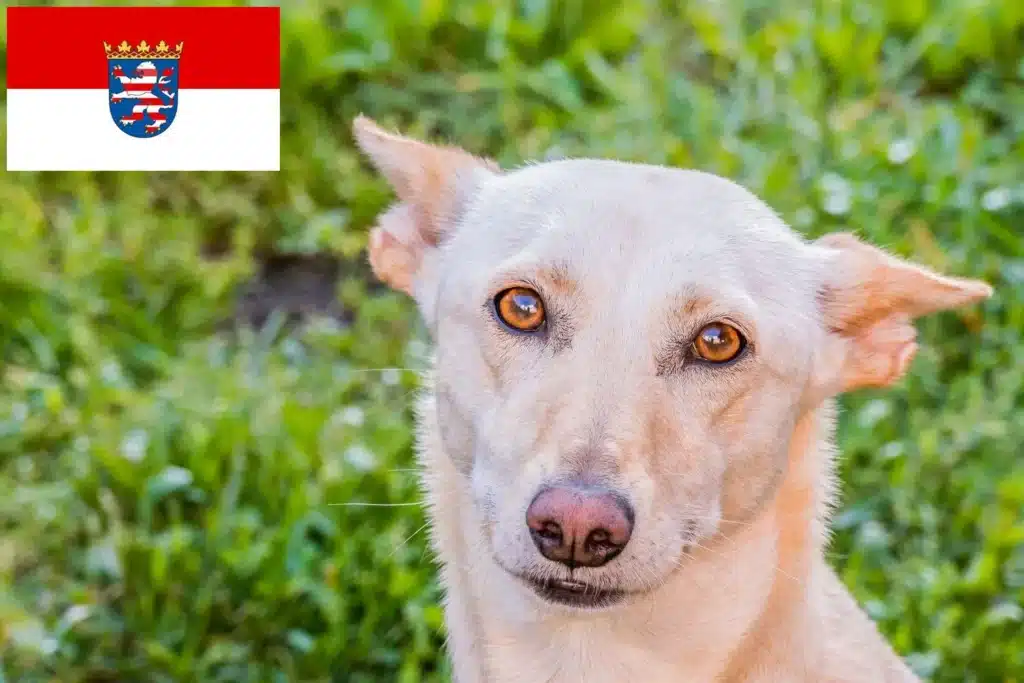Podengo Portugues Züchter mit Welpen Hessen
