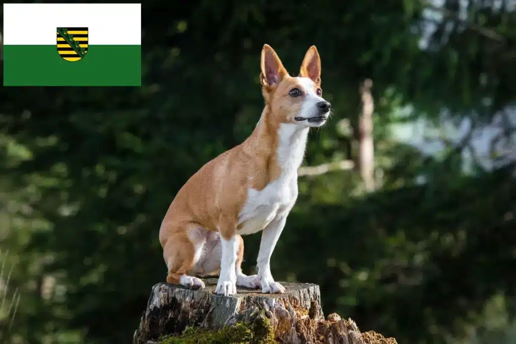 Podengo Portugues Züchter mit Welpen Sachsen