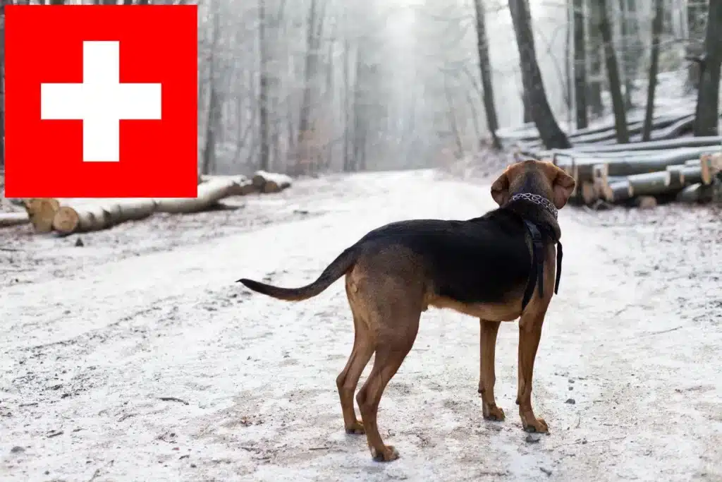 Polnische Bracke Züchter mit Welpen Schweiz