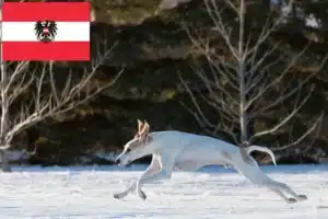 Mehr über den Artikel erfahren Porcelaine Züchter und Welpen in Österreich