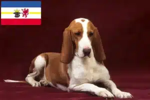 Mehr über den Artikel erfahren Sabueso Español Züchter und Welpen in Mecklenburg-Vorpommern