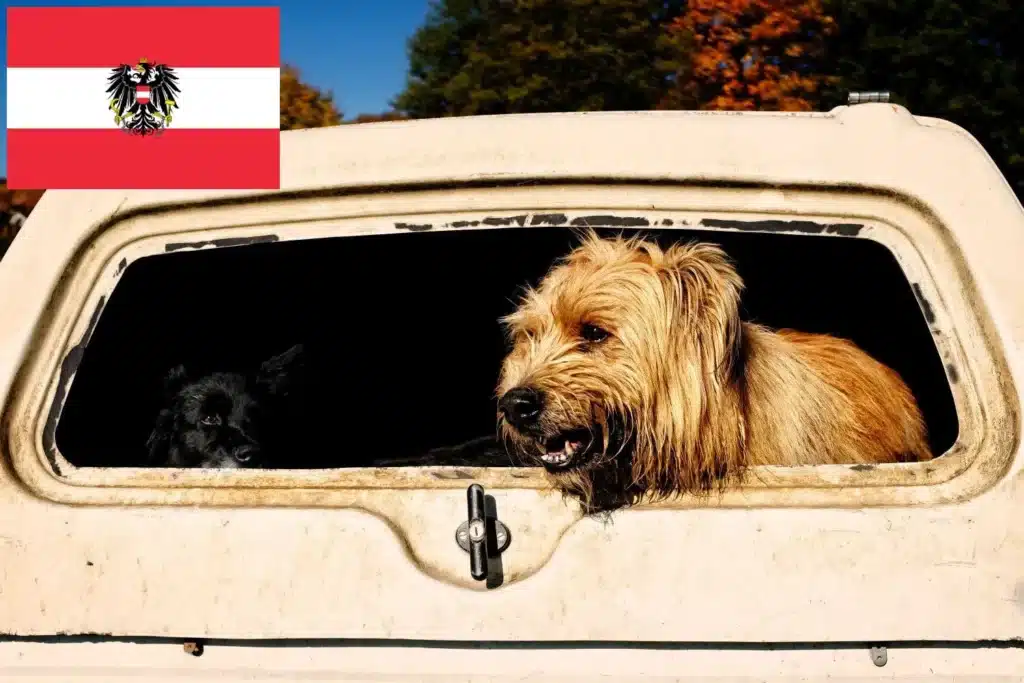 Schafpudel Züchter mit Welpen Österreich