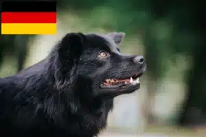 Read more about the article Schwedischer Lapphund Züchter und Welpen in Deutschland