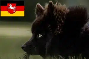 Read more about the article Schwedischer Lapphund Züchter und Welpen in Niedersachsen