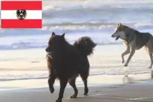 Mehr über den Artikel erfahren Schwedischer Lapphund Züchter und Welpen in Österreich