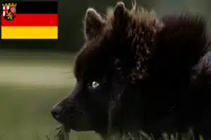 Read more about the article Schwedischer Lapphund Züchter und Welpen in Rheinland-Pfalz