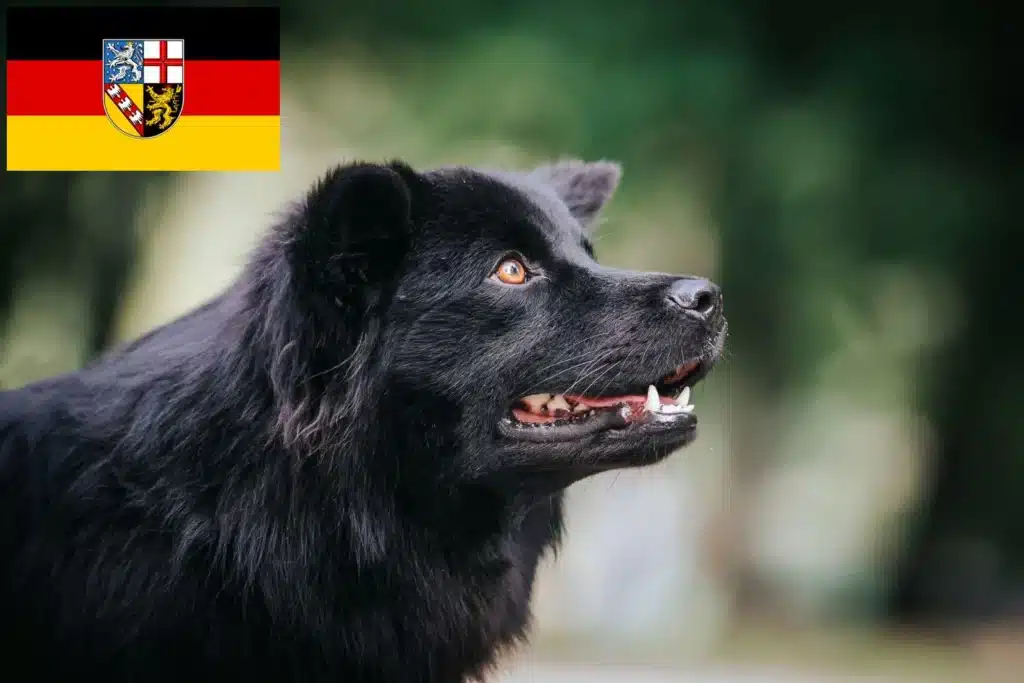Schwedischer Lapphund Züchter mit Welpen Saarland