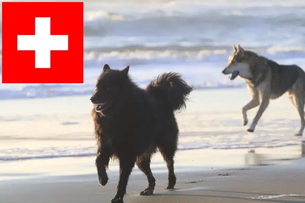 Schwedischer Lapphund Züchter mit Welpen Schweiz