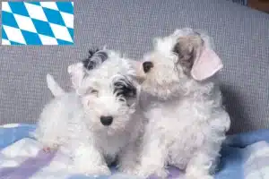Read more about the article Sealyham Terrier Züchter und Welpen in Bayern