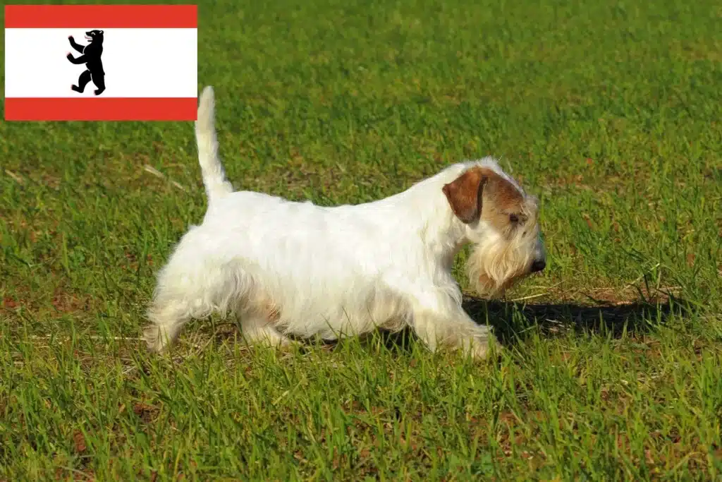 Sealyham Terrier Züchter mit Welpen Berlin