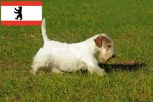 Read more about the article Sealyham Terrier Züchter und Welpen in Berlin
