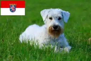 Read more about the article Sealyham Terrier Züchter und Welpen in Hessen