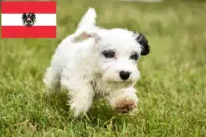 Read more about the article Sealyham Terrier Züchter und Welpen in Österreich