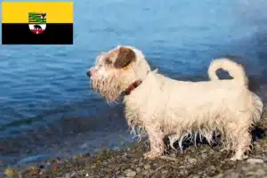 Read more about the article Sealyham Terrier Züchter und Welpen in Sachsen-Anhalt