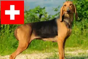 Mehr über den Artikel erfahren Segugio Italiano Züchter und Welpen in der Schweiz