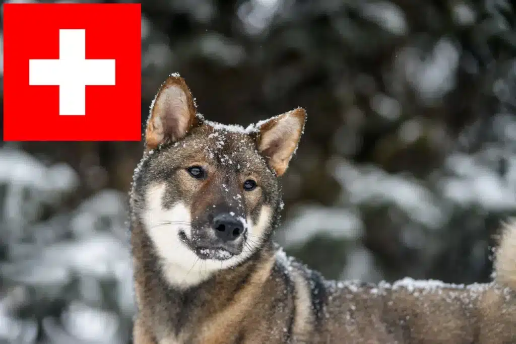 Shikoku Züchter mit Welpen Schweiz