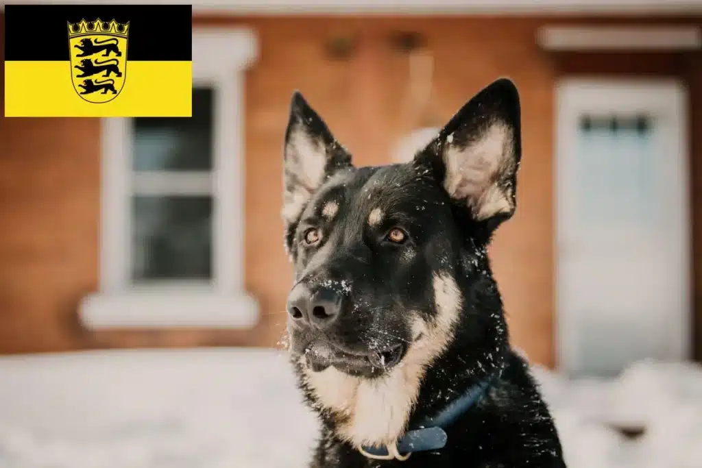 Shiloh Shepherd Züchter und Welpen in BadenWürttemberg Dog.de