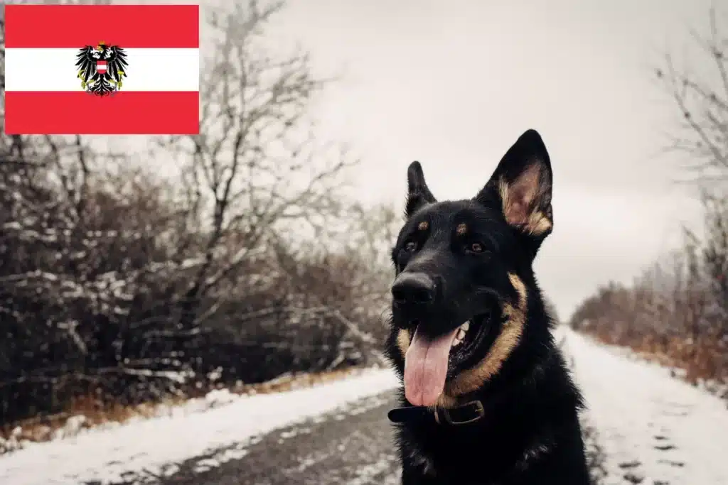 Shiloh Shepherd Züchter mit Welpen Österreich