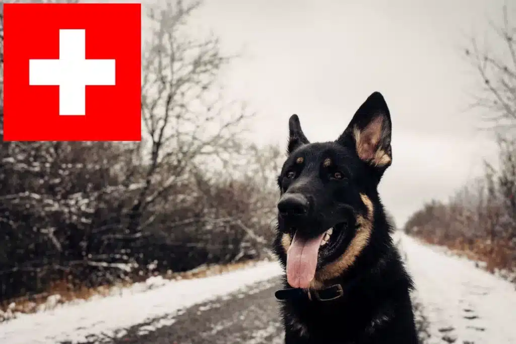 Shiloh Shepherd Züchter mit Welpen Schweiz