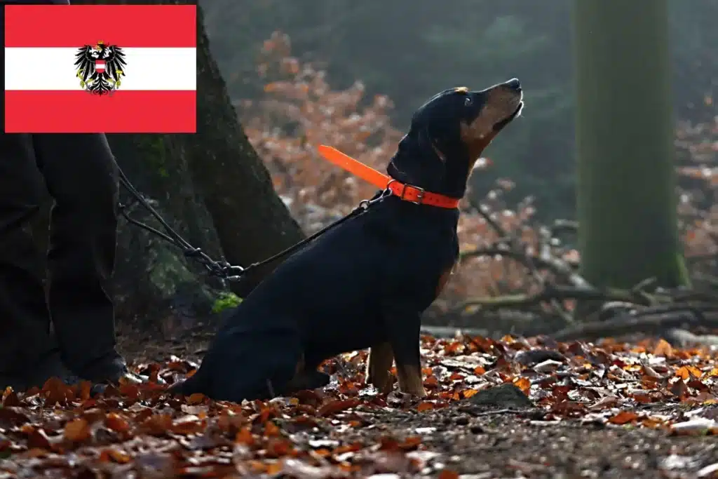 Slovenský kopov Züchter mit Welpen Österreich