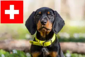 Mehr über den Artikel erfahren Slovenský kopov Züchter und Welpen in der Schweiz