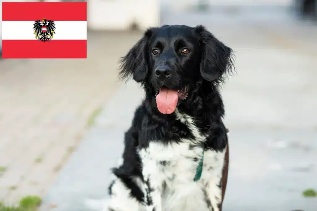 Stabij Züchter mit Welpen Österreich