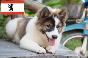 Read more about the article Thai Bangkaew Dog Züchter und Welpen in Berlin