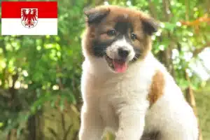 Read more about the article Thai Bangkaew Dog Züchter und Welpen in Brandenburg
