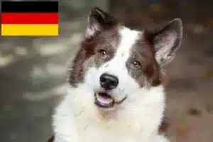 Read more about the article Thai Bangkaew Dog Züchter und Welpen in Deutschland