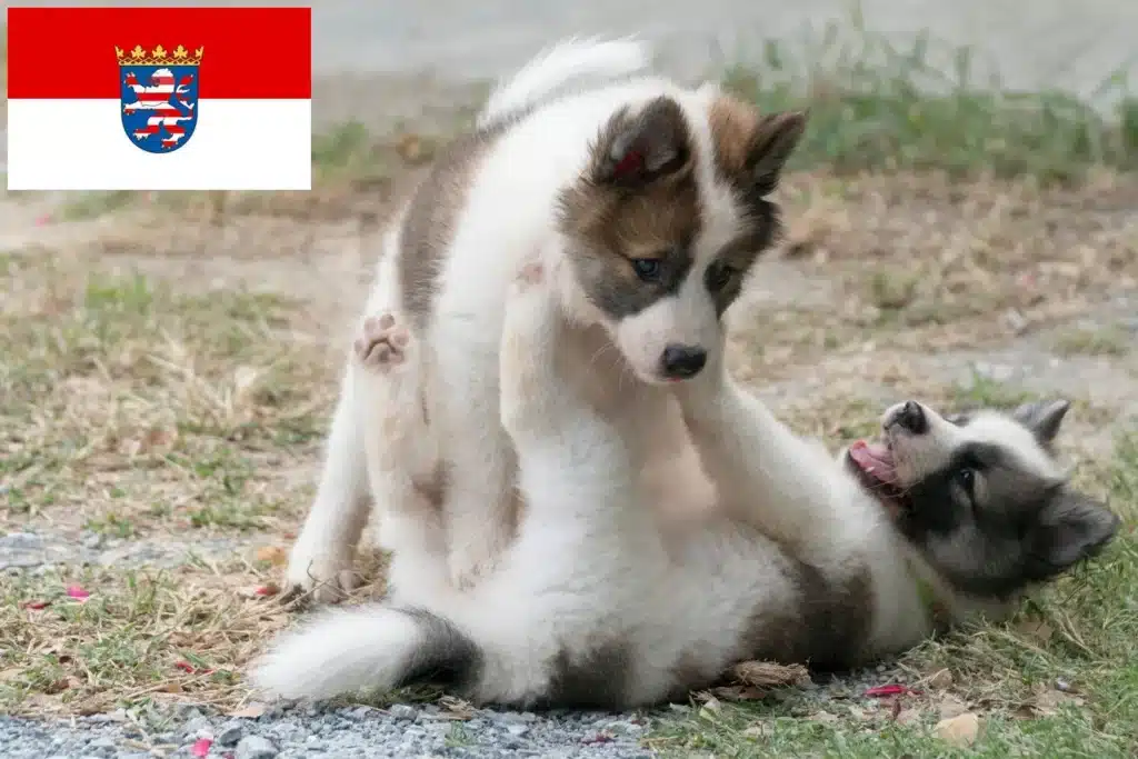 Thai Bangkaew Dog Züchter mit Welpen Hessen