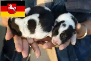 Read more about the article Thai Bangkaew Dog Züchter und Welpen in Niedersachsen