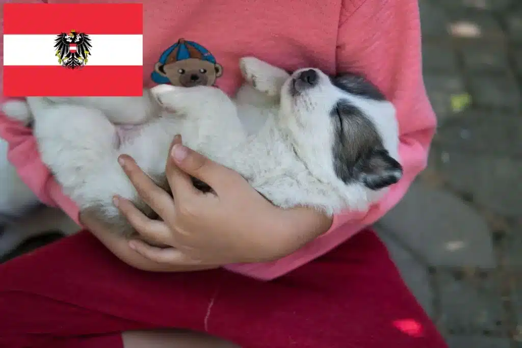 Thai Bangkaew Dog Züchter mit Welpen Österreich