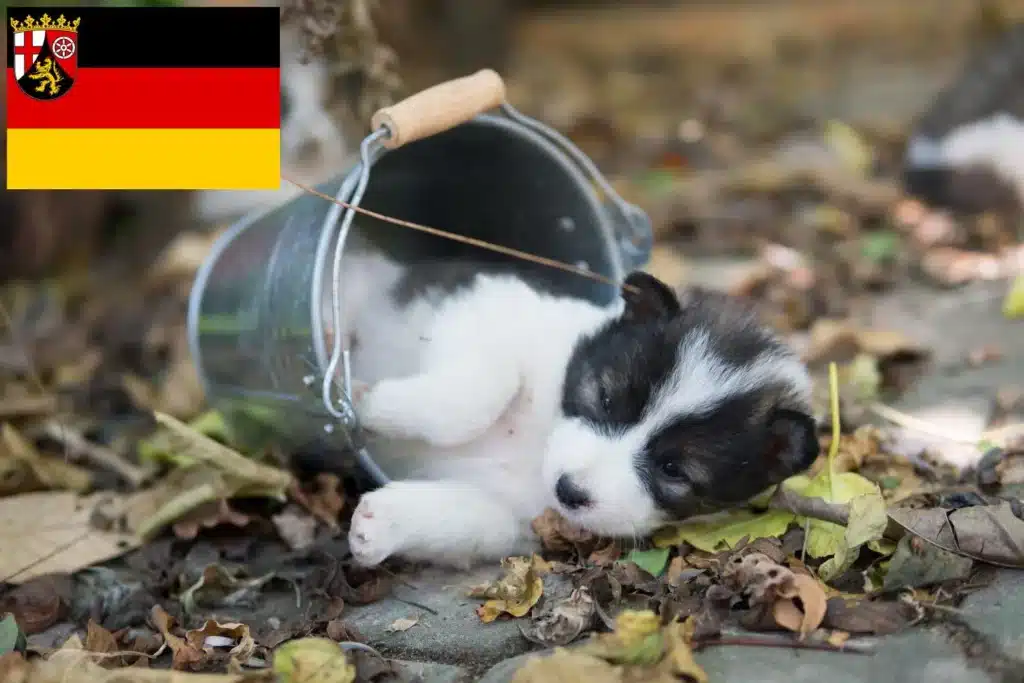 Thai Bangkaew Dog Züchter mit Welpen Rheinland-Pfalz